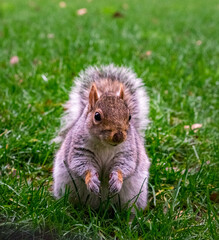 A cute squirrel standing in grass.