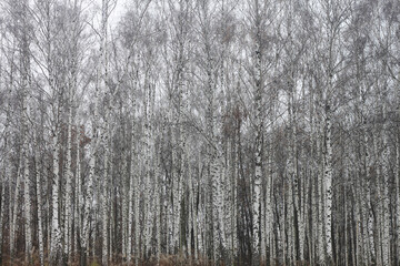 Beautiful birch trees with white birch bark in birch grove with birch leaves in autumn