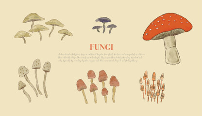 Illustration of mushrooms