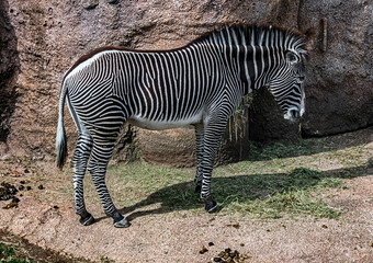 Fototapeta na wymiar Grevy`s zebra eating hay. atin name - Equus grevyi 