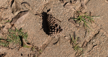 Dry Pine fruit on the floor
