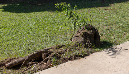 termite mound
