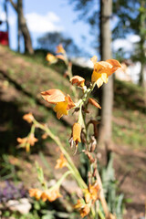 Closed yellow orange flowers