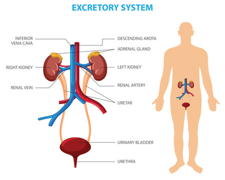 Diagram Of The Urinary System Photos and Premium High Res Pictures - Getty  Images