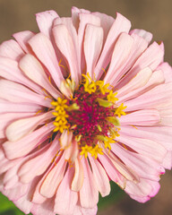 Obraz na płótnie Canvas pink gerber daisy