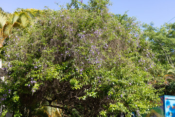 Purple flowered tree