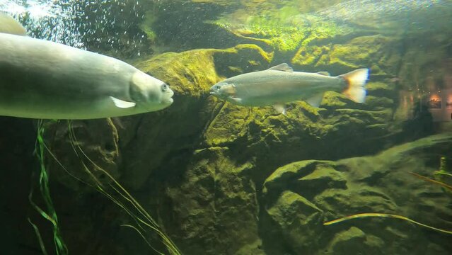Barbel and tench in the aquarium