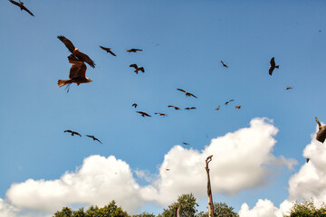 Vols d'oiseau , parc du puy du fou