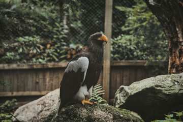 PUY DU FOU AIGLE