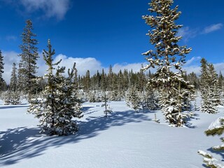 snow covered trees