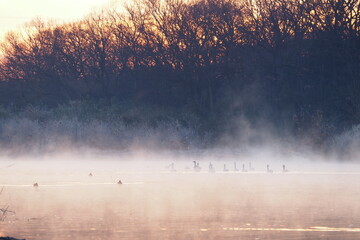 川霧に浮かぶ白鳥の群れ