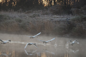 飛び立つハクチョウ

