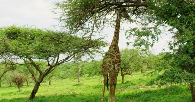 Giraffe standing gracefully eating of a tree in the African savannah.