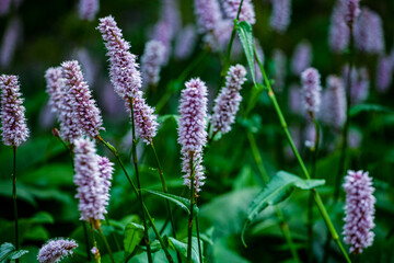 Meadow bistort (Bistorta officinalis) in the field