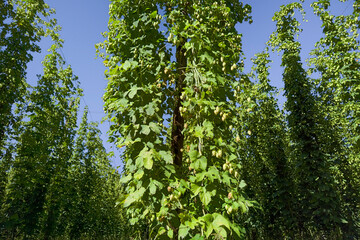 green fresh hop cones plantation at harvest time for making beer