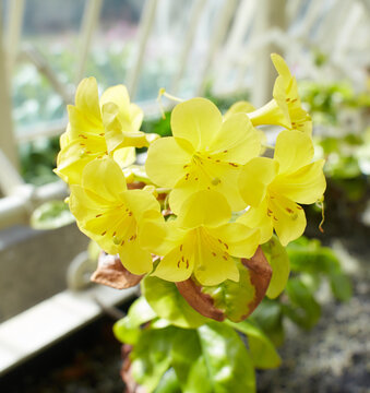 Yellow flowers of Rhododendron 'Gilded Sunrise' (Vireya) in the garden. Summer and spring time 

