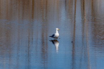 A Huge Herring Gull On The River In Spring