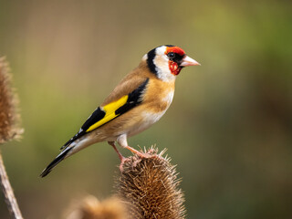 Goldfinch feeding on a Teasel