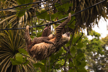 Two adorable sloths, mother carrying her baby, hanging from a cable in the Caribbean of Costa Rica....