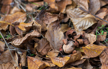 Walnuts on walnut tree autumn leaves background