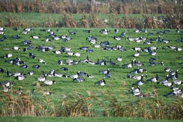 Kanadagänse rasten auf einer Wiese 