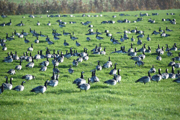 Kanadagänse rasten auf einer Wiese  © dieter76