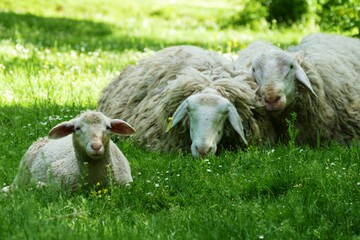 Sheep family laying on the grass in the farm