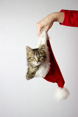 A kitten hides in a santa claus hat on a white background.