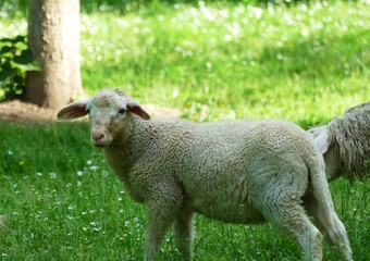Naklejka na ściany i meble Cute little sheep on the farm animal background