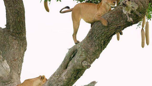 Two lioness enjoying the African weather while resting on a tree.