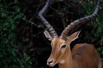 impala in the wild