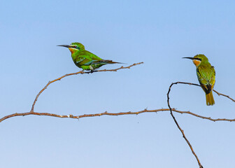 A Pair of Bee eater perching on a bush tree