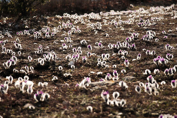 Purple flowers Pulsat&iacute;lla in the mountains backlit