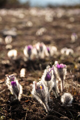 Purple flowers Pulsat&iacute;lla in the mountains backlit