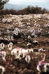 Purple flowers Pulsat&iacute;lla in the mountains backlit