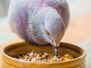 pigeon mange