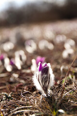 Purple flowers Pulsat&iacute;lla in the mountains backlit