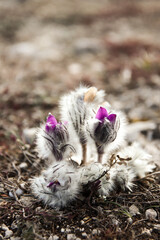 Purple flowers Pulsat&iacute;lla in the mountains backlit