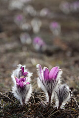 Purple flowers Pulsat&iacute;lla in the mountains backlit