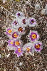 Purple flowers Pulsat&iacute;lla