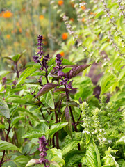 Fototapeta premium Basil plants with flowers
