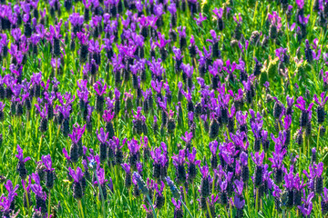 Naklejka premium lavanda