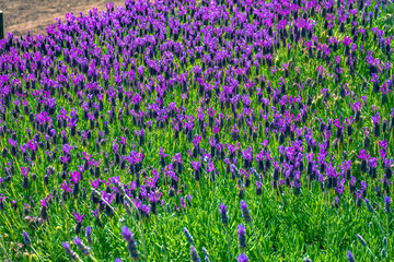 Naklejka premium lavanda 