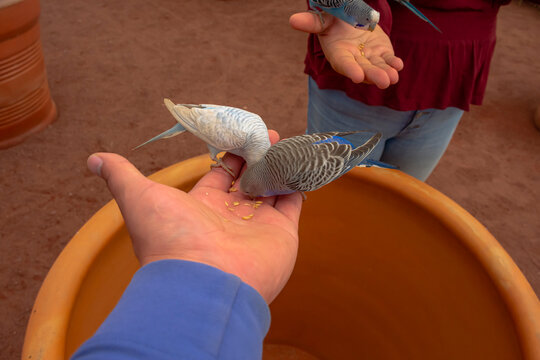 alimentando aves