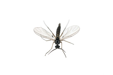 Dark-winged fungus gnat, Sciaridae isolated on white background, these insects are often found inside homes.