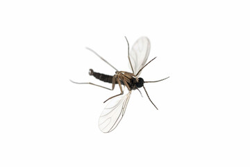 Dark-winged fungus gnat, Sciaridae isolated on white background, these insects are often found...