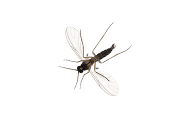 Fototapeta na wymiar Dark-winged fungus gnat, Sciaridae isolated on white background, these insects are often found inside homes.
