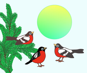 A spruce branch and bullfinches, a color illustration of birds, on a blue background, a blank for a holiday card, for design and print