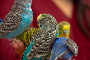 aves coloridas