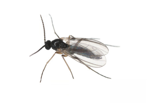 Dark-winged fungus gnat, Sciaridae isolated on white background, these insects are often found inside homes.